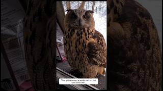 This girl rescued a weak owl on the road and then animalshorts shortvideo [upl. by Argella473]