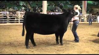 Angus Junior Show National Western Stock Show 2011 [upl. by Nedle]