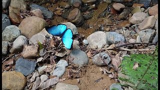 Morpho deidamia in slo mo [upl. by Cock]