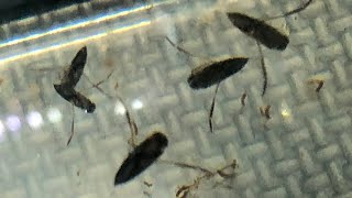 Backswimmers FLIP over Daphnia Feeding Time [upl. by Eves]