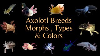 All the Axolotl Breeds  Colors amp Morphs  Videos [upl. by Geis]