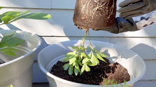 Container Peony Repot  Shirley Temple [upl. by Magavern246]