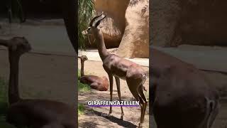 Gerenuk 🦒 Der GiraffenGazellenHybrid gerenuk gazelle giraffe wildtiere süßeTiere antilope [upl. by Akehsal]