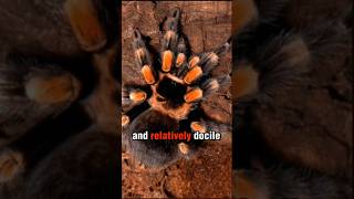 Meet the Mexican Red Knee Tarantula Nature’s Most Stunning Arachnid brazilianwildlife naturenerd [upl. by Duke]