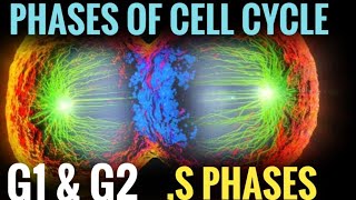 Phases of Cell cycle  G1 S G2 Phase  Cell Division  Vinay Biology [upl. by Nibaj]