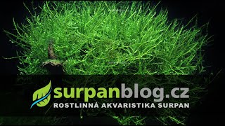 Vesicularia sp Creeping Moss  Měchýřka Creeping Moss  Akvarijní rostliny  SURPANcz [upl. by Hpotsirhc]