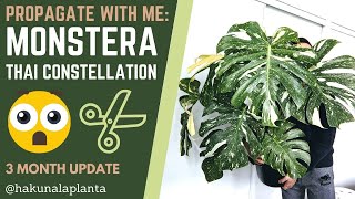 Propagating My Monstera Thai Constellation 💚 WITH UPDATES  Propagate with me  Monstera Propagation [upl. by Buke692]