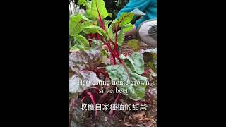 Harvesting home grown silverbeet [upl. by Nylyrehc]