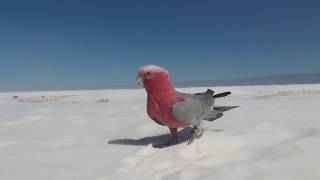 Cockatoo Does the Moonwalk  Bondi White Sands [upl. by Einahpts]