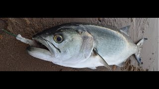 PESCA SURFCASTING ANCHOVA CEBOS GAMETAS APAREJOS PLOMOS [upl. by Aivin]