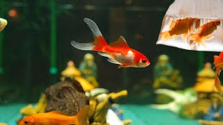 Fish acclimation How to properly acclimate new aquarium fish How to add a new fish to your fish tank [upl. by Helsell]