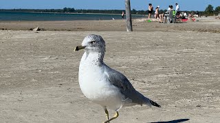 Sauble Beach Ontario [upl. by Aicilas923]