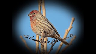 🕊️ Canto del Camachuelo Mexicano 🕊️ [upl. by Bashemath]