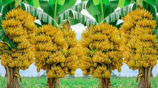 Techniques for Grafting Banana Tree Using Banana Fruit  Synthesize successful banana [upl. by Frederic]