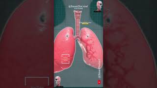 ‪Respiratory System Lungs Bronchi 🫁 [upl. by Iad]