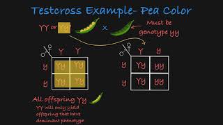 Testcross Explained [upl. by Naval]