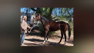 GG Rules 2020 OTTB Mare Retired Sound Seeing New CareR RRP Eligible [upl. by Fleur]