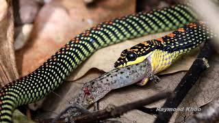 Paradise tree snake Chrysopelea paradisi eating gecko  Sungei Buloh nature [upl. by Nayar]