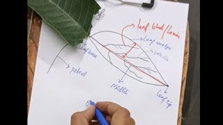 Leaf Anatomy and physiology and biochemistry PART2 [upl. by Hightower]