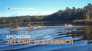 Spłoszone jelenie w stawach odpoczynek byka jeleń deer wildlife trailcamera [upl. by Droflim]