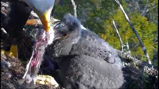 AEF NEFL Eagle cam It was messy squirrel for breakfast 11517 [upl. by Adalbert165]