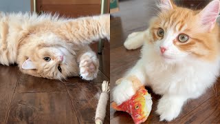 Kitten Rolls around for Silvervine  Siberian Cats [upl. by Eivi]