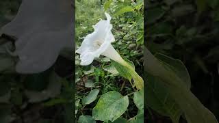 jimson weed thorn apple moon flowernature moon white [upl. by Idona]