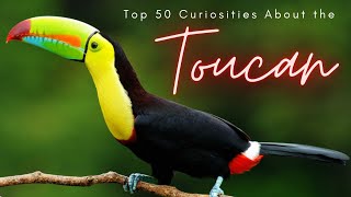 Top 50 Curiosities About the Toucan [upl. by Tita646]