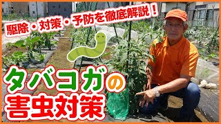 夏野菜の害虫対策！家庭菜園でタバコガを寄せ付けない対策方法！トマト・ナス・ピーマン・ナス科の野菜に有効！【トウガラシスプレー】【オオタバコガ】 [upl. by Barber146]