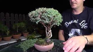 Shohine Cypress bonsai tree for beginners and crab apple landscape in lava rock [upl. by Ronacin]