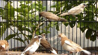 Society Bengalese Finches Complete Information  New Entry Finches Pairs [upl. by Lambart]