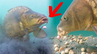 Best moments of underwater fishing in clear lakes [upl. by Liss71]