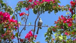 Hialeahs Mockingbird Sinsonte de Hialeah [upl. by Augie]