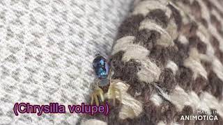 Chrysilla volupe [upl. by Enelyad]