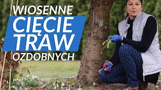 Wiosenne cięcie ✂️ traw ozdobnych 🌾🌾🌾 Jak przycinać trawy [upl. by Ingeberg]