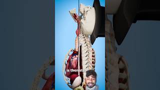 How do magicians swallow Swordsanatomy doctor shoulder chiropractic howto trendingshorts [upl. by Yaras]