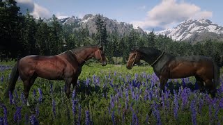 Turkoman and Blood Bay Thoroughbred side by side  Red Dead Redemption 2 [upl. by Llenol]