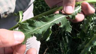 Canada Thistle identification of the Wisconsin Invasive Species Cirsium arvense [upl. by Campbell]