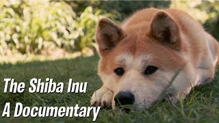 The Shiba Inu  A documentary [upl. by Guendolen]