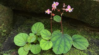 Musim Berbunga Begonia sinuata [upl. by Aisemaj]