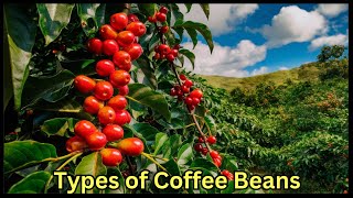 How Many Types of Coffee Beans in the World ☕ [upl. by Gonyea]