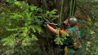 Climbing Redwood Giants [upl. by Tann]