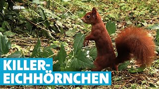 Aggressives Eichhörnchen beißt Menschen [upl. by Cherish321]