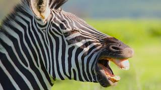 Zebra Braying Sounds  Zebras in Dialogue at the waterhole  Equus quagga Sounds [upl. by Boucher78]