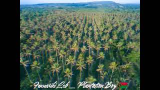 Fenuariki Local String Band  Plantation Boy 🔥🇻🇺 [upl. by Cire674]