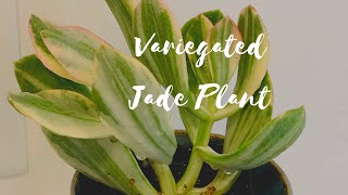 Variegated Jade Plant  Crassula Obliqua VARIAGATA  Crassula Ovata Lemon amp Lime  Succulent Care [upl. by Windy]