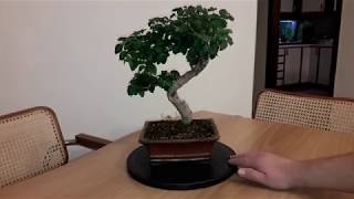 Ligustrum Sinense pruning Chinese privet [upl. by Suolkcin]