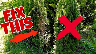 HOW Do You REVIVE A Brown Arborvitae You Can Recover These SAVE MONEY [upl. by Noni58]