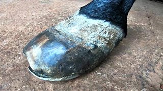 laminitis aguda [upl. by Sachs]