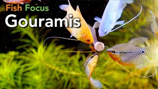 Fish Focus  Gouramis [upl. by Robinia]